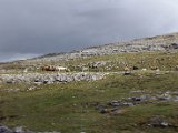 Cattle in the Burren.JPG